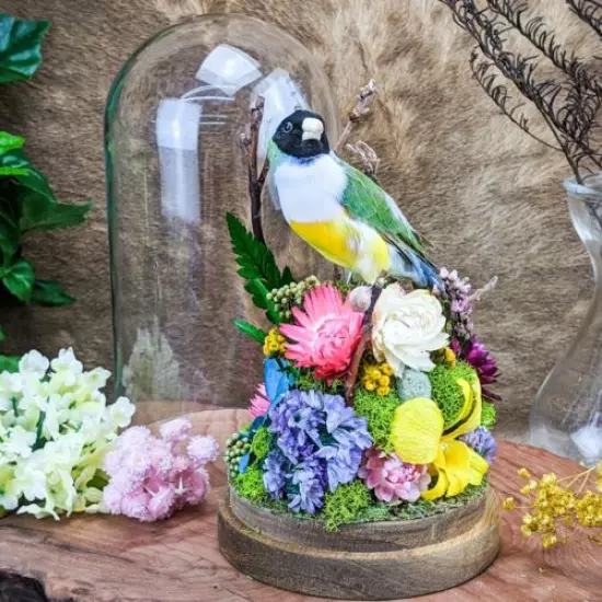 O25c Gouldian Finch Glass Dome Floral Taxidermy Oddities Curiosities Display