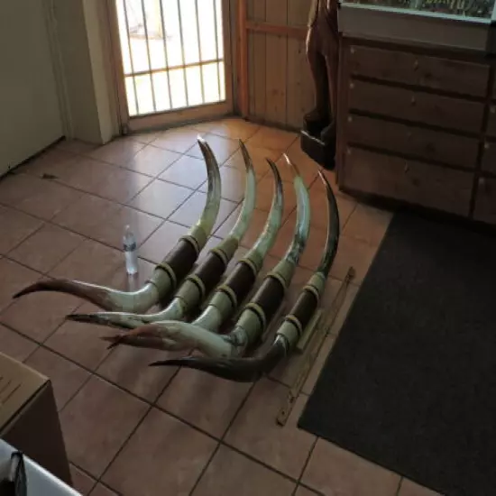 MOUNTED STEER HORNS 4'6" - 5' TIP TO TIP (1 SET) COW BULL HORNS LONGHORNS 