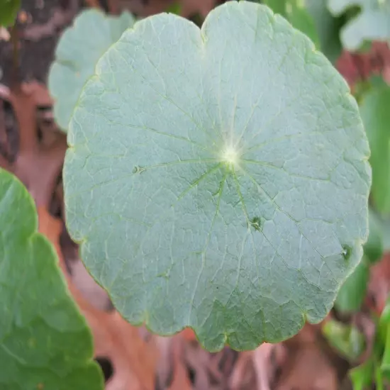 15 Brazilian Pennywort Water Ivy Hydrocotyle Live Aquarium Plant Round Leaves