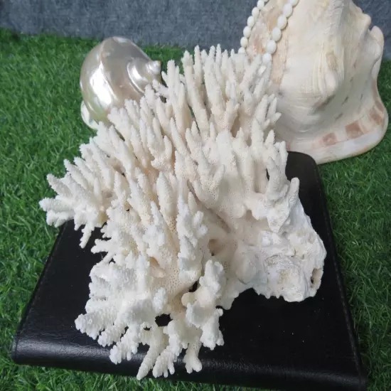 950G Natural Real Sea Coral White Reef Aquarium Decor Coral Home Decoration