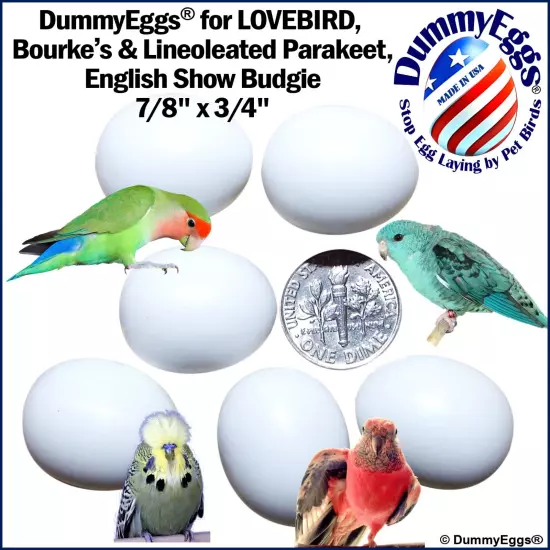 DummyEggs PLASTIC LOVEBIRD EGGS STOP LAYING! 6 Fake Realistic Bird Eggs USA