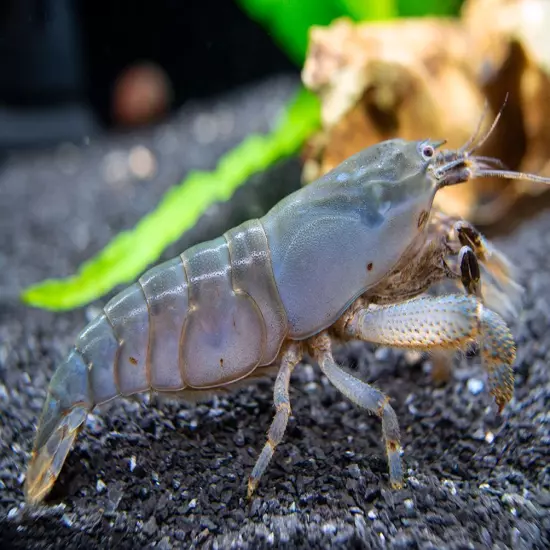 Vampire AKA Viper Shrimp (Atya gabonensis)