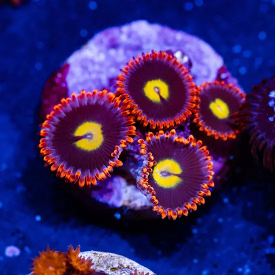 WWC Flaming Sun Zoanthids, WYSIWYG Coral