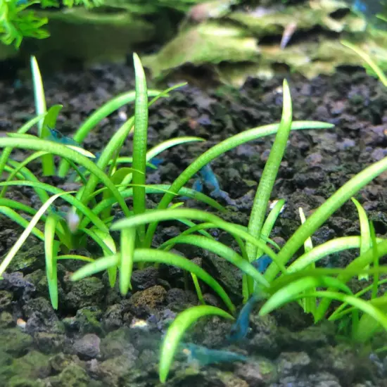 Package Bundle Dwarf Sagittaria Pusillus Live Plants Fish Tank Aquariums Shrimp