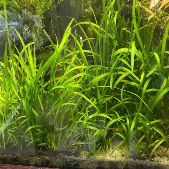 15x Dwarf Sagittaria Subulata Dwarf Sag Live Aquarium Plants BUY 2 GET 1 FREE