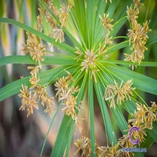 Water Bamboo Fan Plants 4+ Live water plants