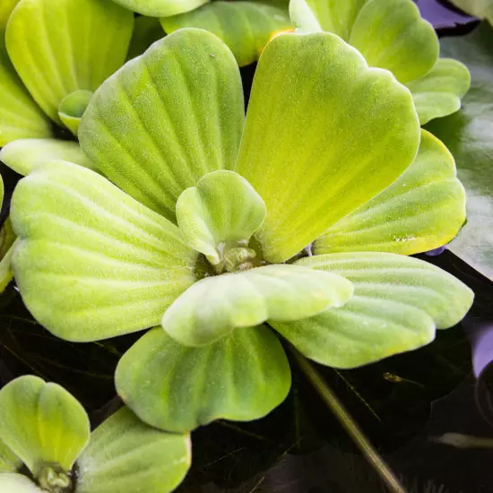 Water Lettuce (Pistia stratiotes) – 2-3 Live Floating Plants for Ponds, Water Ga