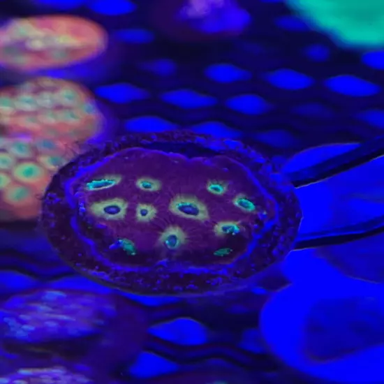 Purple Flaym boi favia, purple, red, yellows, pink, brain coral