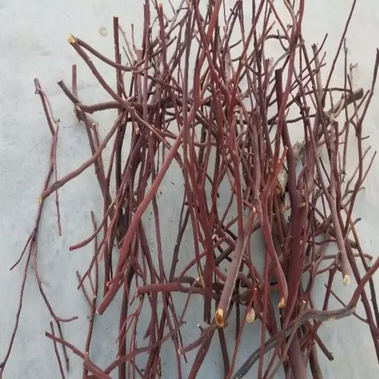 5 Assorted Red/Grey Manzanita branches for bird perch 9"-17"