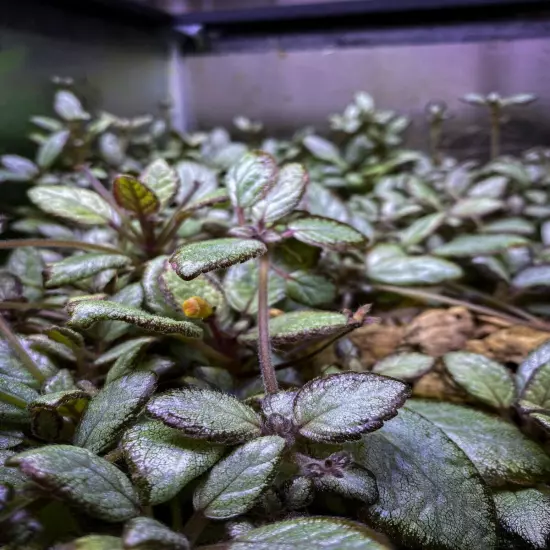 Episcia 'Silver Skies' (2.5" Pot) / African Flame Violet / Live Terrarium Plant