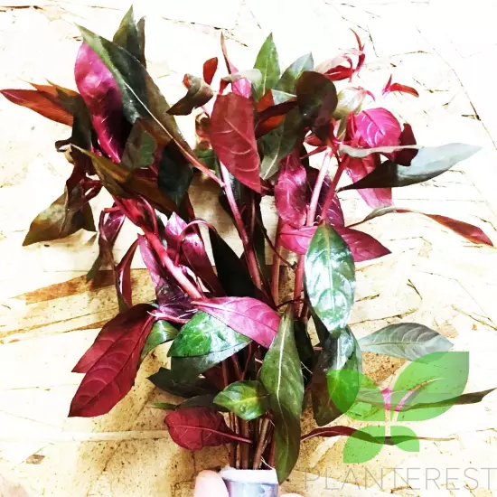 - Ludwigia Peruensis Super Red Bunch Stems Live Aquarium Plant Decor