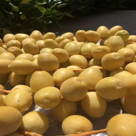 6 LB YELLOW BARHI DATES. FRESH CALIFORNIA. FEW MIGHT RIPEN. SELLING MEDJOOL.