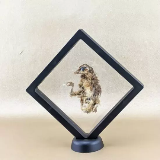 O11c Taxidermy Running preserved Quail Chick floating display curiosities oddity