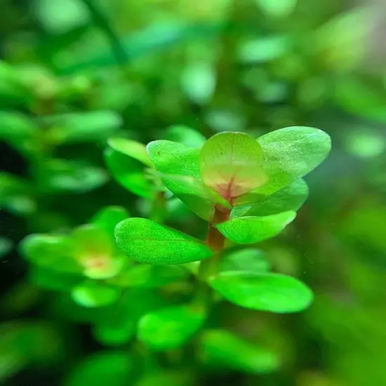 Package Bundle Rotala Indica Freshwater Aquarium Plants Vibrant Live Tank Decor