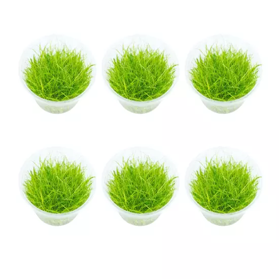 Package 6 Cups Dwarf Hairgrass Eleocharis Acicularis Mini Live Aquarium Plants