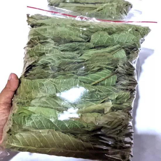 Premium Dried Guava Leaves Hojas de Guayaba Guayabo Psidium Guajava 30g