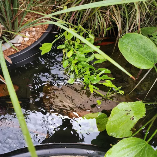 Amazon Sword Plant Buy 2 Get 1 Free Aquarium Or Pond