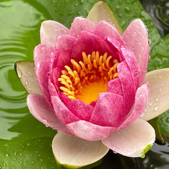 Buy2Get1Free Pink Masaniello Hardy Waterlily Live Pond Plants Flower Colorful