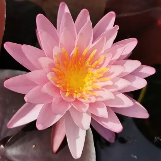 Buy2Get1Free Red Rose Arey Hardy Waterlily Live Freshwater Plants Pond Flower