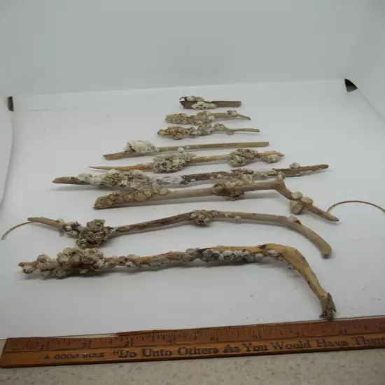 9 Pieces Natural Driftwood Aquarium Taxidermy Reptile Fish Tank Beach 1/4"