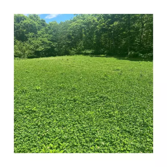 Alfalfa + Clover Deer Perennial Food Plot Blend, 5 lbs (1/2 Acre) - Ladino Cl...