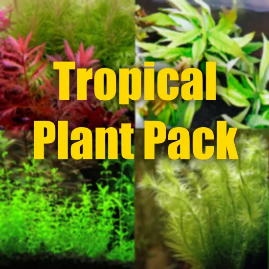 Tropical Aquarium plant package filled with tropical Aquarium Plants