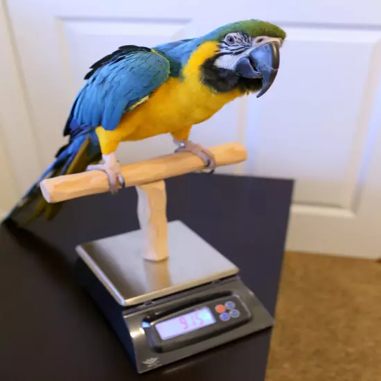 Parrot Scale - Parrot Wizard NU Perch Parrot Training Scale for Weighing Birds