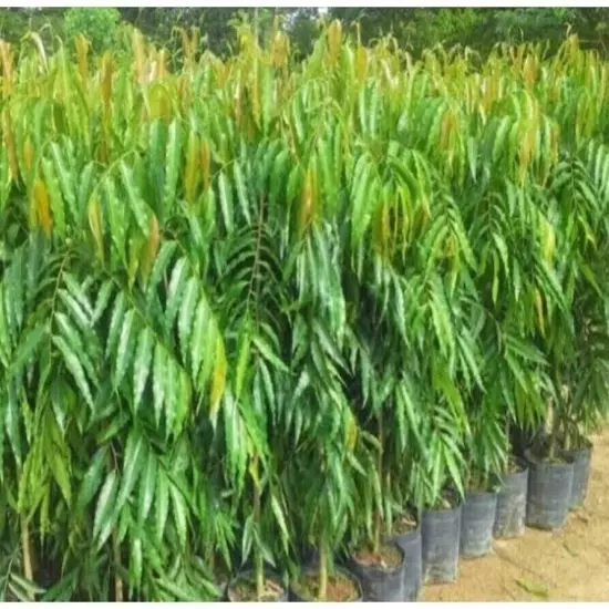 03 Ashoka Tree Polyalthia longifolia Live plant length 20 inch Plant of Planting