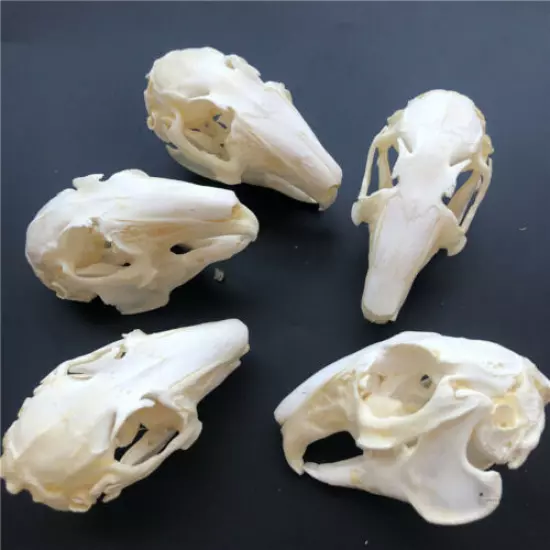 10 pcs real Rabbit Skull specimen Animal bone specimen Collection From the farm