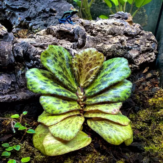 Begonia blancii 'Mottled' (2" Pot) / Terrarium Plant / Live Plant / Houseplant