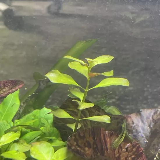 Ludwigia Palustris “super red” - Live Aquarium Plant