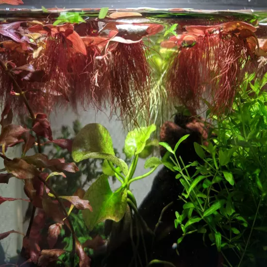 BUY 2 GET 1 FREE Red Root Floater (Phyllanthus Fluitans) Live Aquarium Plants