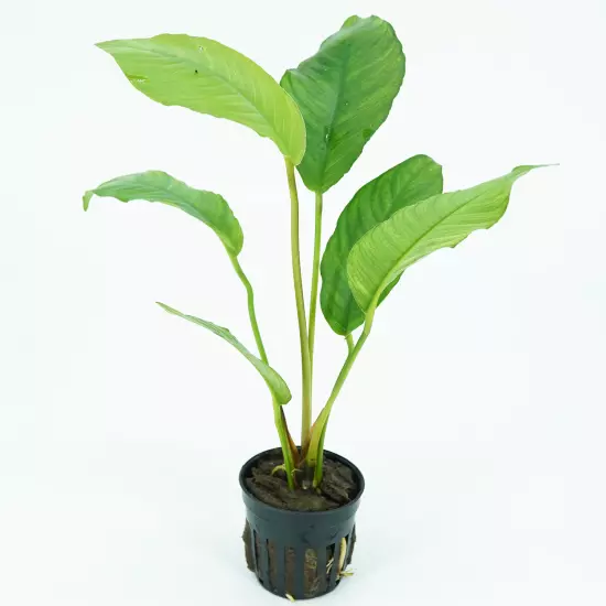 Buy2Get1Free Anubias Heterophylla Potted Live Plants Aquarium Freshwater Tank