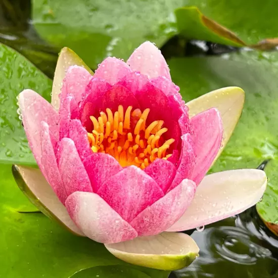 Buy2Get1Free Pink Masaniello Hardy Waterlily Live Pond Plants Flower Colorful