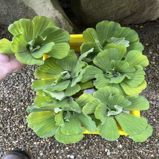 Memorial Day Special (10) Jumbo Water Lettuce Floating Koi Pond Plant Shade 6"