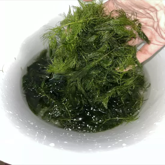 Hornwort LARGE AMOUNT (Ceratophyllum) Live Aquarium Pond Plant FAST GROW