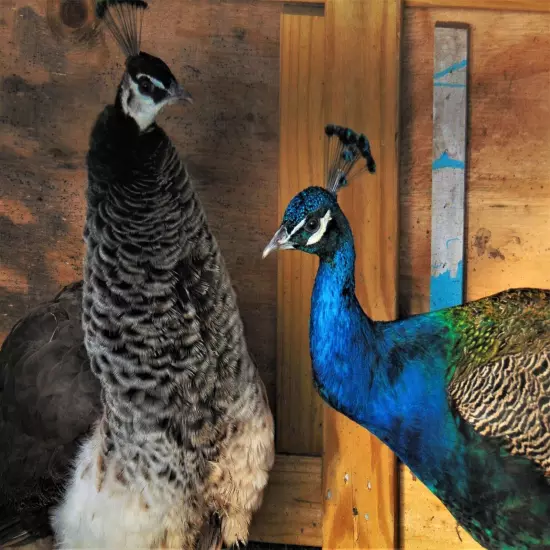 4 Peacock Peafowl Hatching Egg-India Blue Purebred-Guaranteed Fertile-Ship Now!