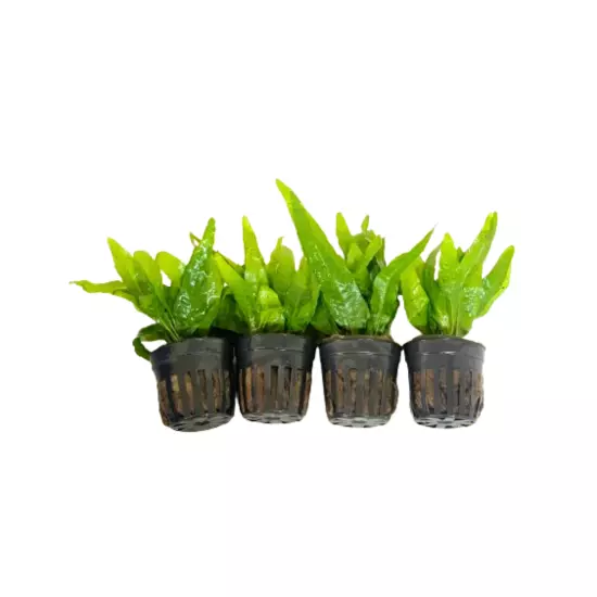 Pack 4 Java Fern Microsorum Pteropus Potted Live Plant Decoration Fresh Aquarium