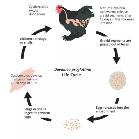 De-Wormer & anti parasites for Chickens & Rooster | Capsules | MADE IN USA