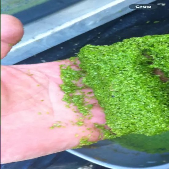 Handful of duckweed at your doorstep