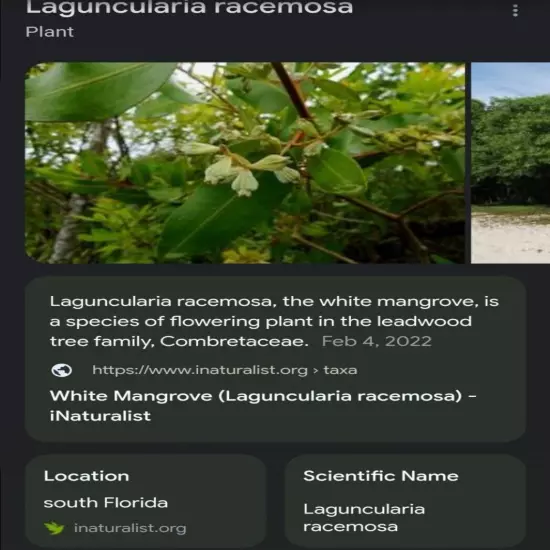 10 White Mangrove Small Plant Laguncularia Racemosa Shore Restoration Beach Tree