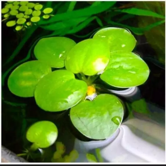 Frogbit Plant 20+ Live Floating Aquatic Plant 