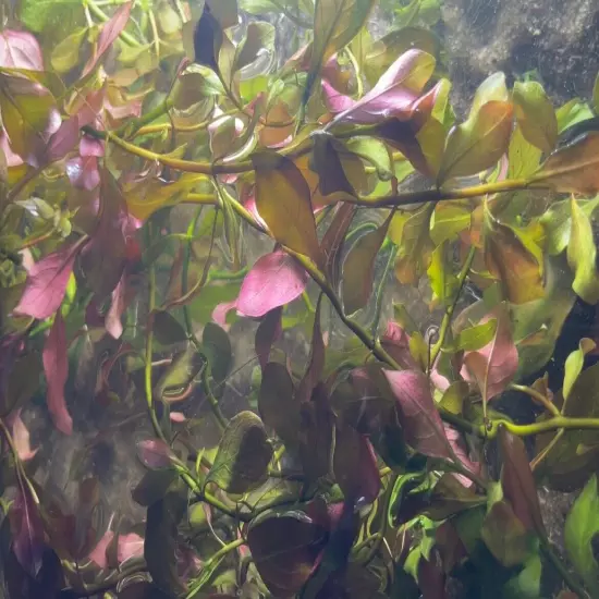 Super Red Ludwigia Aquarium Plant Easy low maintainence