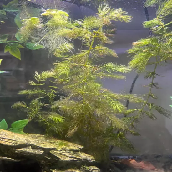 Live hornwort. Fast growing self replicating plant