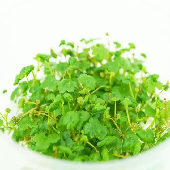 Buy2Get1Free Japan Hydrocotyle Tripartita Tissue Culture Live Plants Aquarium