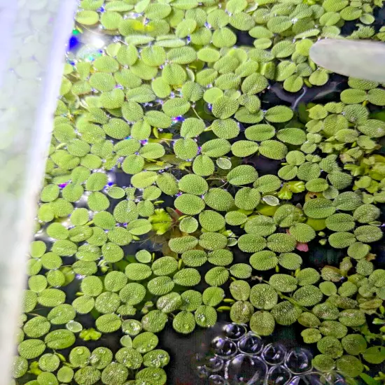 Live Aquarium Plant Pack Bundle~~ Beginner friendly 7 Species!~~Over 30 plants~~