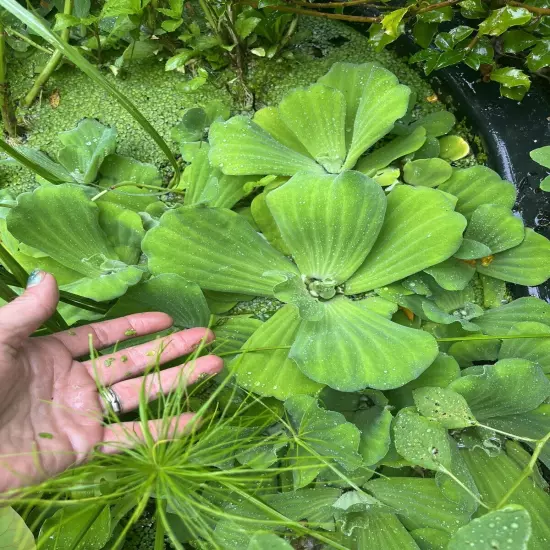 3 LARGE Water Lettuce Plants Live Aqua Plant Floating Koi Pond