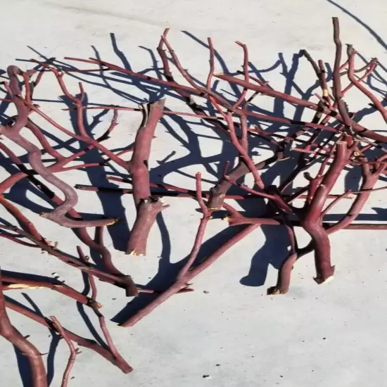 5 Assorted Red/Grey Manzanita branches for bird perch 9"-17"