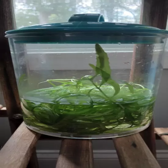 live aquarium plants from that Penn-Plax Branch. (Read Description)