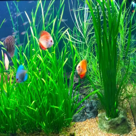 6 Plants Jungle Vals Vallisneria Live Freshwater Aquarium Plants beginner tank